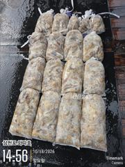 일요일 쭈꾸미 멋진 조황이어갑니다~