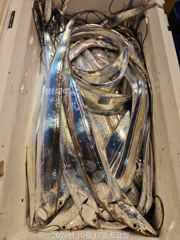 물때 좋고 날씨 좋고! 내만갈치 출조합니다