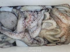 돌문어 1700g1500g 대물들외 중치급 조황.. ( 화요일 예약가능 )