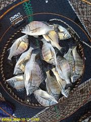 [사천] 삼천포 감성돔 (쭈꾸미) 사진