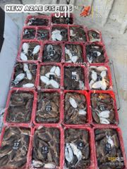 내일도 대포알 갑오징어 출항확정!!