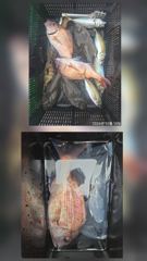[거제] 거제어구수성호 참돔 벵어돔 등 금일조황