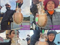 레인보우호 갑오징어 실시간 조황(19일)