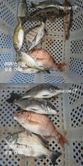 거제 ( 어구 일성호 ) 감성돔 참돔 기타 ! 선장 조황