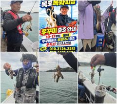 목화피싱10/19일쭈꾸미낚시조황느나느나대방출막바지쭈꾸미171마리조황보시오