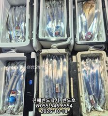 [진해] 18일,내만갈치 담배갑사이즈에 대물 참돔까지,매일출항(화~예약가…