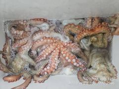 "돌문어" 강풍에도 키로키로 대물들 마릿수 폭발!! 한번에 7수까지 올라 왔습니다^^ (내일예약가능) 사진
