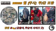 루어파이터호-10/19 월 [무시] 쭈꾸미/갑오징어 조항 입니다. 사진