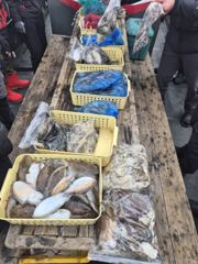 [쭈갑백조황] [뉴행진호] 26년 10월 19일 갑오징어 조황 사진