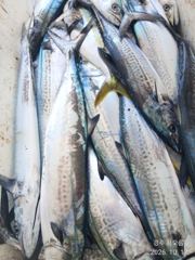 10.19 [경주] 주간은 삼치및방어 타작하고 야간은 무늬오징어 먹물 쫙쫙 쏘우네요 놀러오세요
