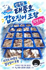 10/19 태풍호 갑오징어 조황 사진