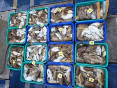 10월 19일(12분출조 )뉴용궁호 조황입니다