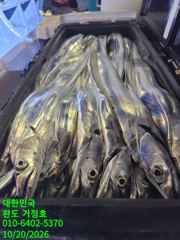 [완도 거정호 ]전원 만쿨하고 여유 쿨러 있으신분 2쿨러 채우고 입항합니다~~. 2026년 10월 19일 먼바다 갈치낚시 다녀왔습니다. 사진