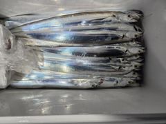 10월19일 영암 내만권 야간 갈치 조황입니다.