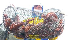 (문어)이런 생자리가!!! 2K~키로만 두 자릿수 이상~고고써니호(21일 예약) 사진