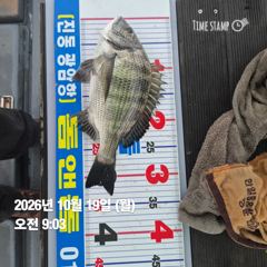 [마산] 돔앤돔호 월욜 1분조황입니다.35.33.(32수) 사진