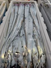 먼바다갈치 장댓비에도 쿨러조황 오늘 예약가능 사진