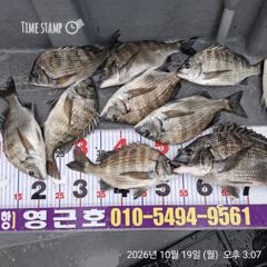 [마산] 진동 영근호 어제 감성돔 조황입니다 사진