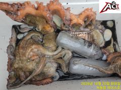 녹동항 우천 문어조황