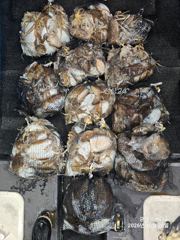 20일 군산쭈꾸미·갑오징어 조황｜물힘 약한 날에도 드실 만큼 챙겼습니다! -군산새만금낚시 이배다호-