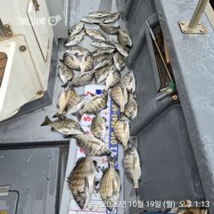 [마산] 해상월1ᆢ감성돔 마릿수 많이 조황임니다 !! 사진