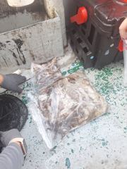 2026-10-20 물이 안가는날 깊은물에서 잡은 쭈꾸미 갑오징어