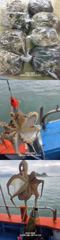 [사천] 삼천포 광용호 쭈꾸미 출조합니다~! 목욜4여유