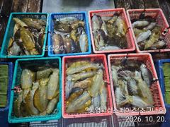 무늬/팁런,,마릿수 계속 좋습니다,,(내만권),,
