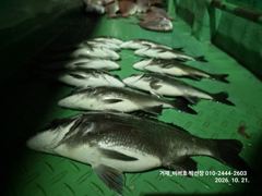 53분전 [해남,진도] 진도제이제이 10월20일 대박 진도갈치 조황입니다