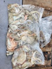 백호호 2.6kg 2.4kg 2.2kg 인생문어 장원 32마리(동영상조황) 사진