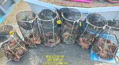 [통영] (문어)초~대박 이틀 간 2K~K까지 30여수~고고써니호(22일… 사진