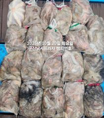 20일, 군산 가을 덩치급 왕문어 ~연일 대단합니다~대박 굿굿조황~매일출조~군산낚시프라자 챔피언호