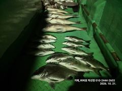 [거제] "거제 비버호" 야간 감성돔, 참돔 마리수 조황(예약가능). 사진