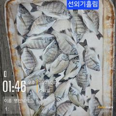 병산 감성돔 마리수 선외기흘림조황~~
