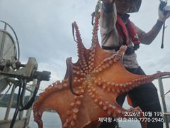 [진해] "돌문어" 1300g부터 키로키로 대물들~ 떠블에 트리플힛트!!…