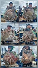 [여수,광양] 돌문어 내일9자리여유 출항확정 , 대물돌문어 연일 …