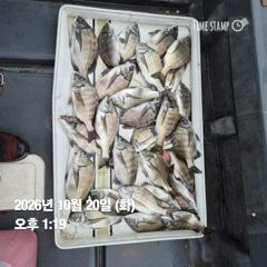 [마산] 돔앤돔호 20일(화) 수중전 조황입니다. 사진