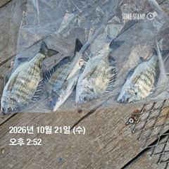 [거제] 거제 ( 어구 일성호 ) 감성돔 손맛 ! 전마선 조… 사진