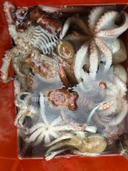 [진해] ~~*21일 굵직한돌문어 마리수 제법 잡고,4분조황입니다~~(예… 사진