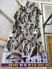 [마산] (행운호)35외 감성돔 마릿수 조황(27수) 사진