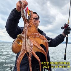 [진해] 내만 문어 오후 문어 씨알급 문어 마릿수 좋고 내일 목요일 예… 사진
