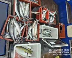 (씨스타호) 22일 삼치&방어 출항