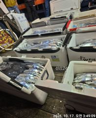 경동호 먼바다왕갈치외줄16석 3지4지5지 줄타는갈치~오늘목욜 예…
