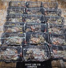 (문어)짜릿한 피딩 4연타 외 K전후 우글우글~강민호(오늘 예약)