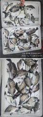 [고성] ((경남고성 주인호))주인호 감성돔 출조나갑니다금요일 예약가능 사진