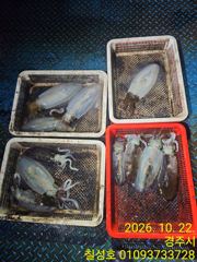 22일 팁런조황