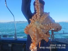 [진해] "돌문어" 강풍에 2300g1600g1300g외kkk 대물들 마… 사진