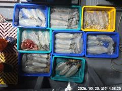 [거제] (무늬오징어)내만 전투팁런 8만원 마릿수 공략~고잉메리호(오늘예… 사진