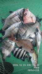 [거제] (감성돔)덜커덩~중치급 외 참돔 돌돔 당찬손맛 대어2호(24일 …