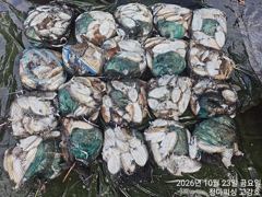 [ 고강호 ] 10월 23일 [ 인천 왕갑오징어 !! 조황 ] [ 인천배낚시 청마피싱 / 인천선상낚시 / 인천낚시배 ]